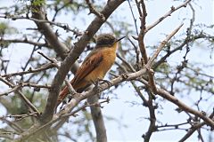 Rufous Flycatcher